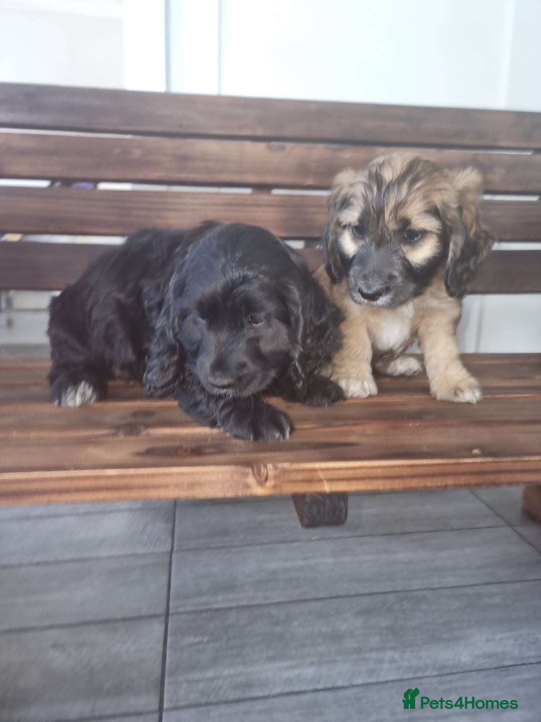 Cocker Spaniel dogs for sale: Cocker spaniel pups  - Image 2