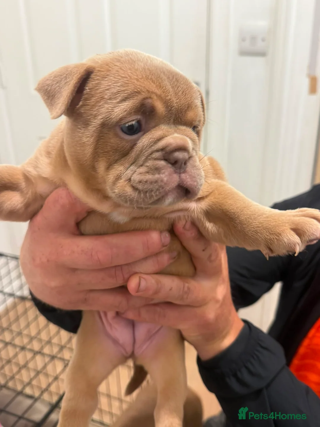 Mixed Breed dogs for sale: Old English bulldog x french bulldog  - Advert 2