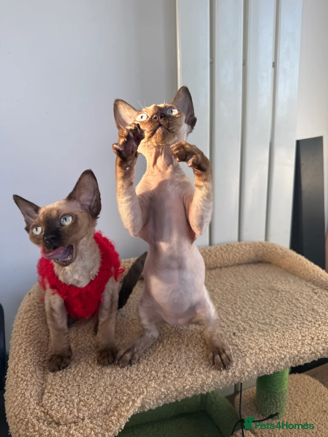 Devon Rex cats for sale: 🔥Girl🔥 GCCF🔥 ready NOW🔥😻 - Advert 2