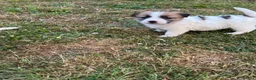 Jack Russell dogs for sale: Jack Russell puppies  in Ruthin - Advert 8