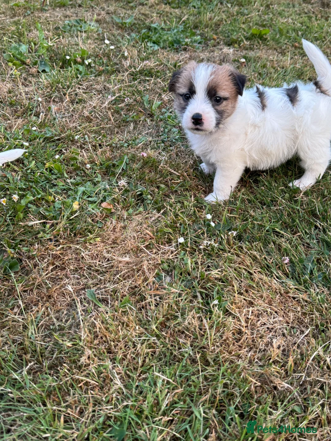 Jack Russell dogs for sale: Jack Russell puppies  in Ruthin - Advert 8