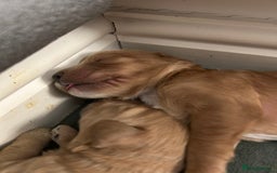 Cockapoo dogs for sale: F2 cockapoo’s for sale! 🌟  - Advert 9