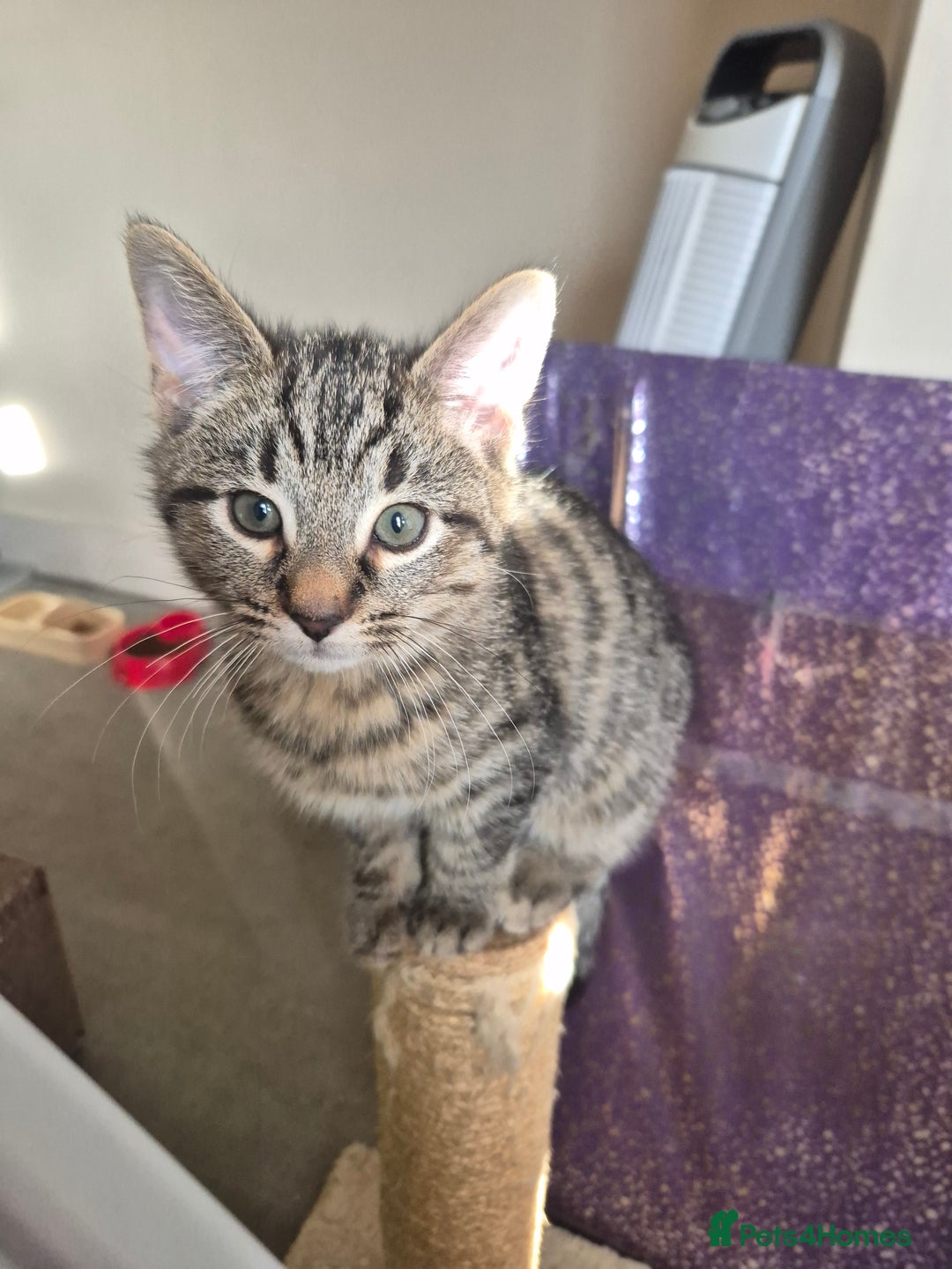 Mixed Breed cats for sale: 5 lovely affectionate kitten looking for home - Advert 2