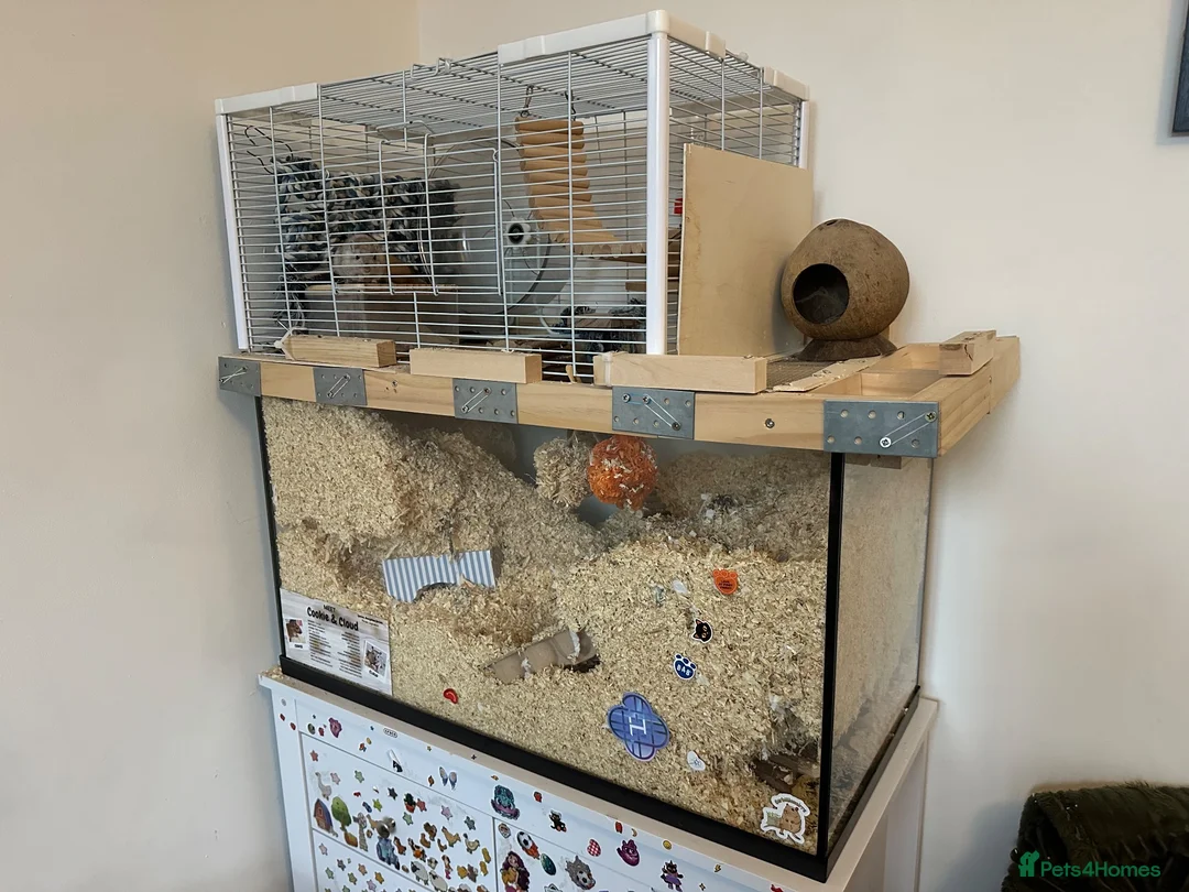 Gerbil rodents for sale: 2 Gerbils both female - Advert 5