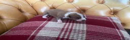 Italian Greyhound dogs for sale: Gorgeous Italian greyhound puppies  - Advert 9