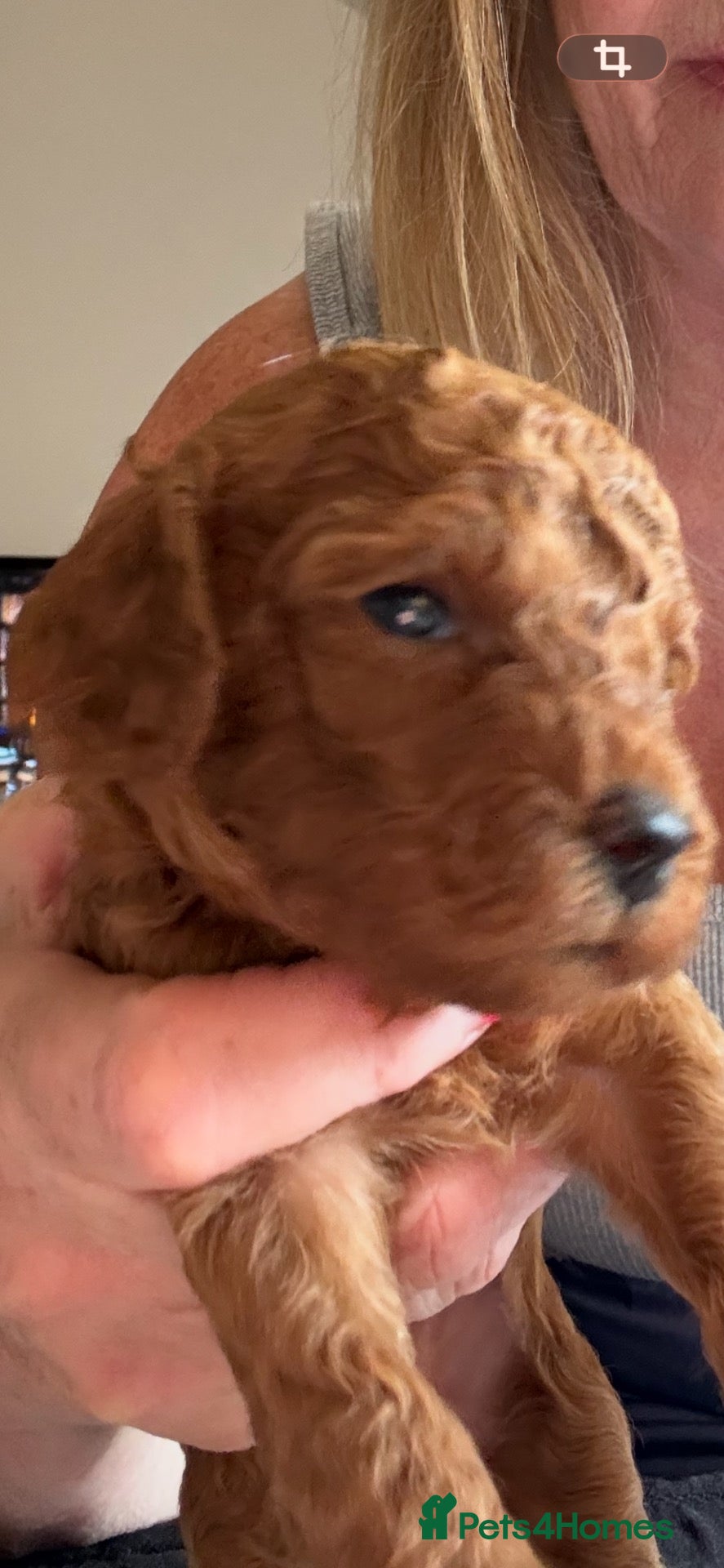 Miniature Poodle dogs 6 red KC registered poodles  - Advert 3