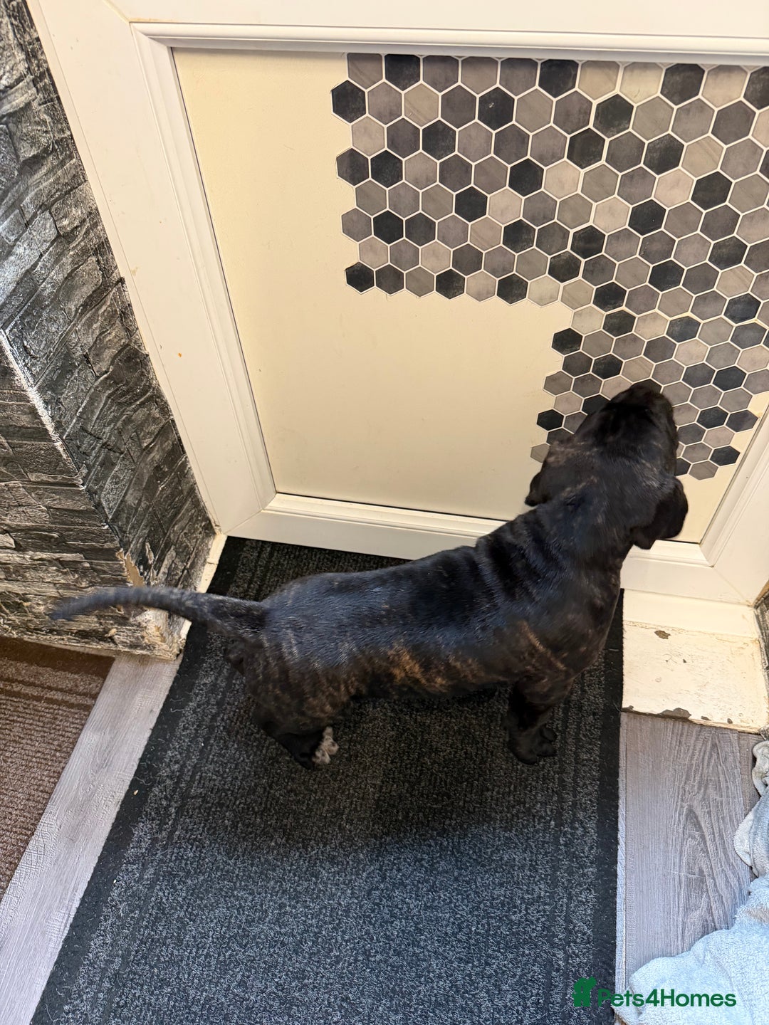 Cane Corso dogs for sale: Cane corso for sale  - Image 2
