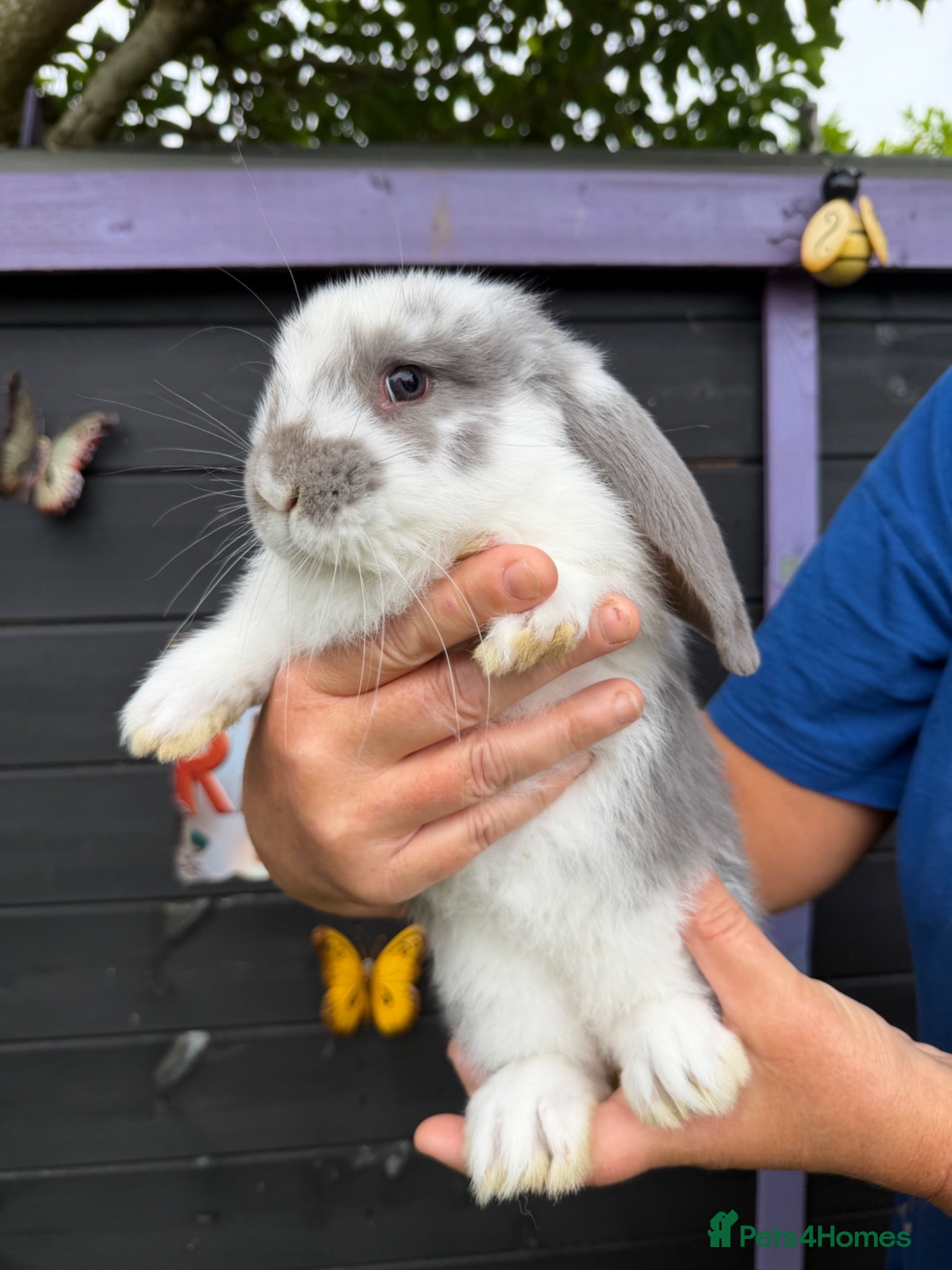 French Lop rabbits French lop  - Advert 2