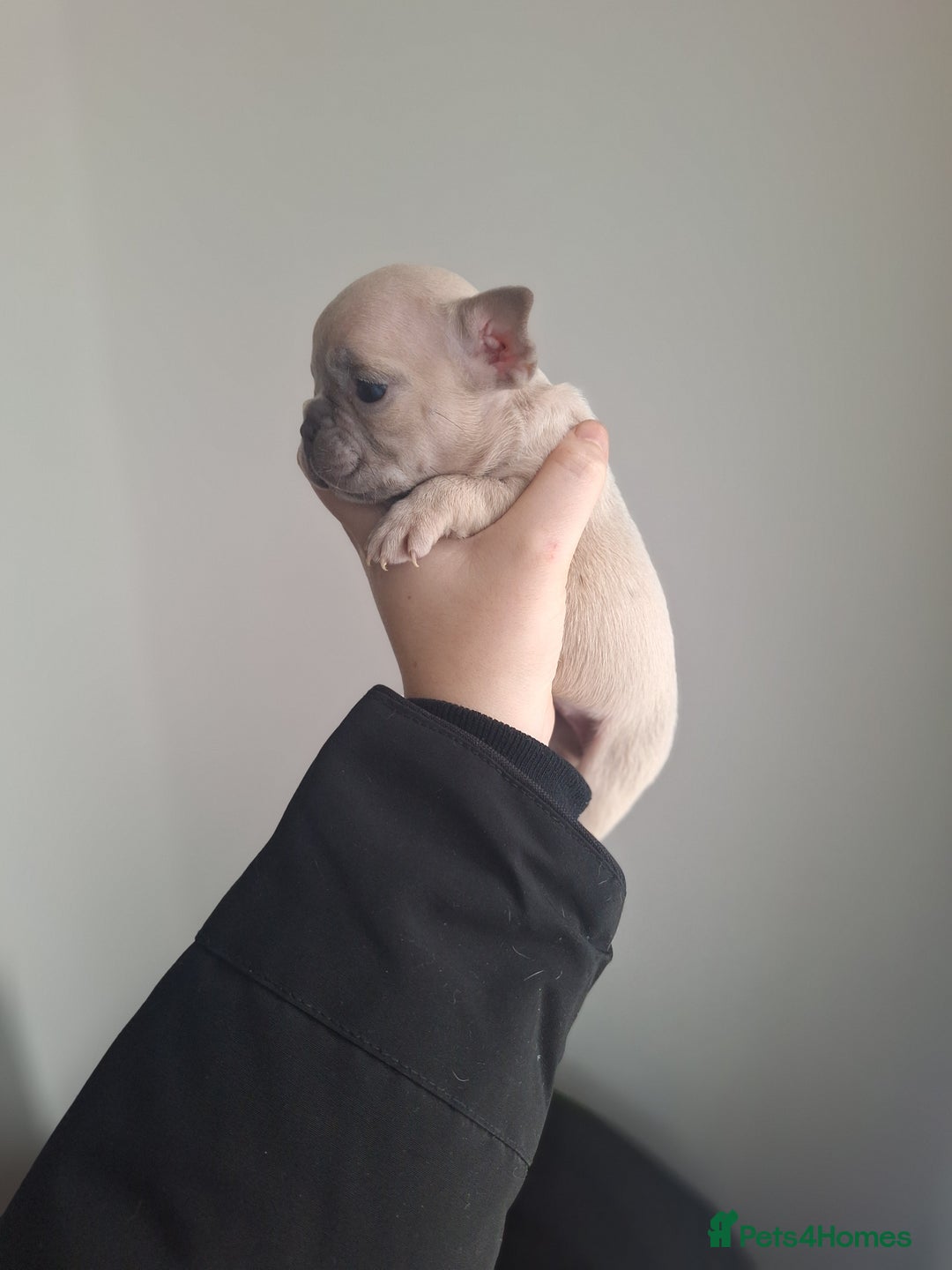 French Bulldog dogs for sale: French bulldog babies  - Advert 21