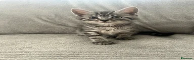 Mixed Maine Coon 2