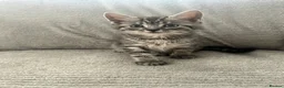 Maine Coon cats for sale: Kittens Looking for Their Forever Homes 🐾 - Advert 24