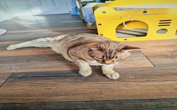 Australian Mist cats for sale: Senior cat for a loving home  - Image 3