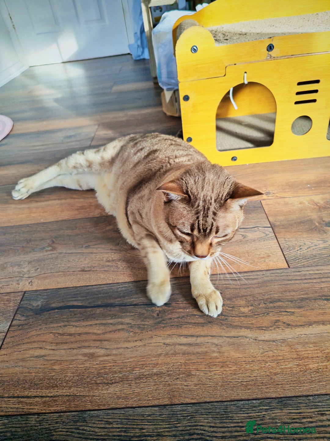 Australian Mist cats for sale: Senior cat for a loving home  - Image 3