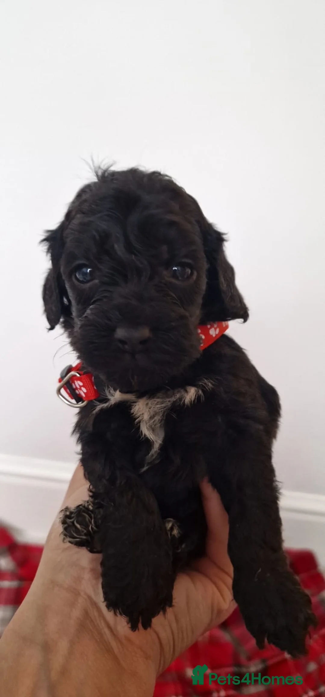 Cockapoo dogs for sale: Reduced £800 1 remaining female cockapoo Puppy  - Advert 9