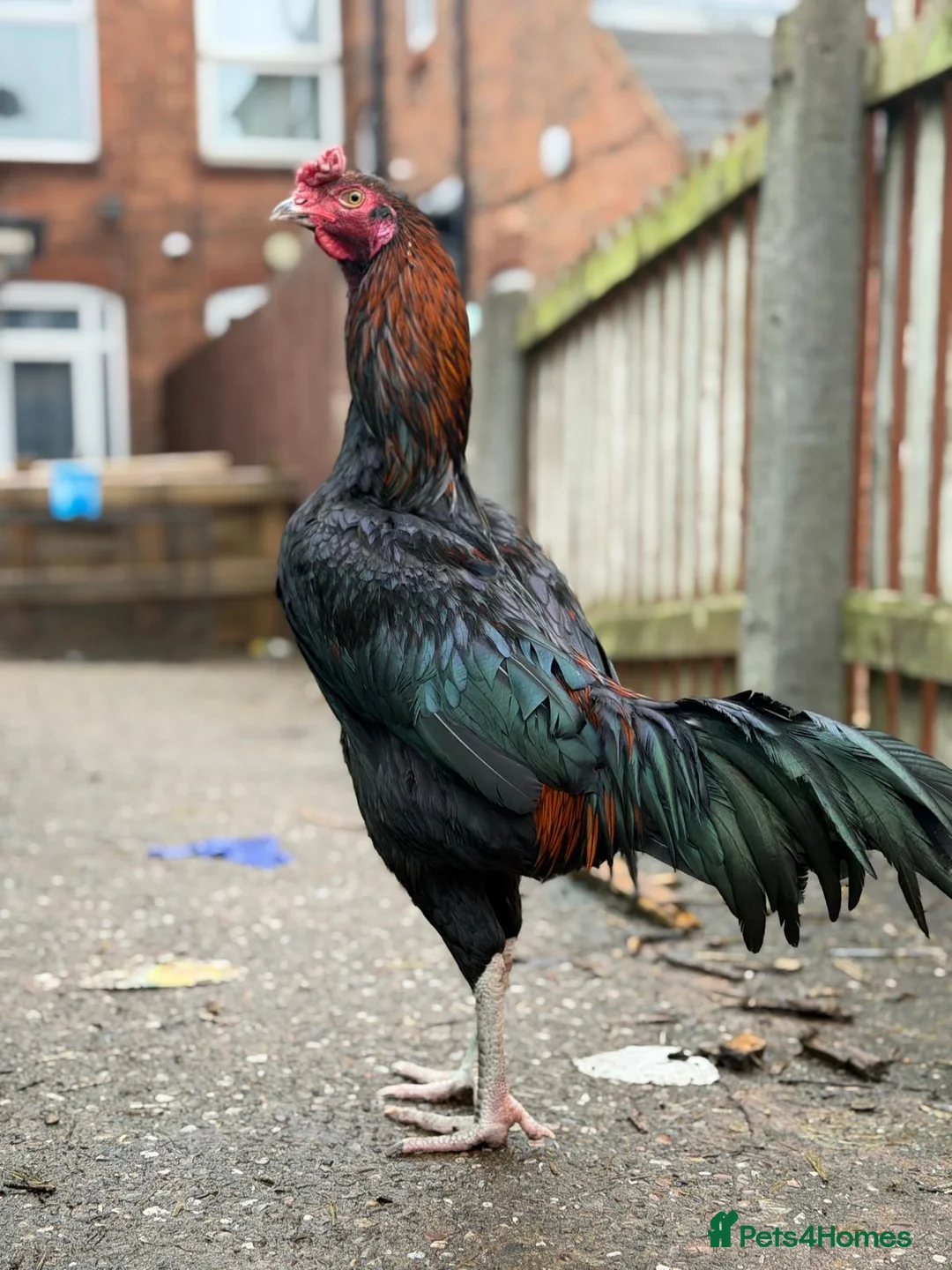 Hens poultry for sale: O shamo, shamo, Pakistani aseel and miwali   - Advert 32