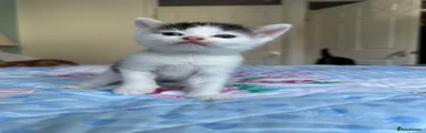 White and black female kitten