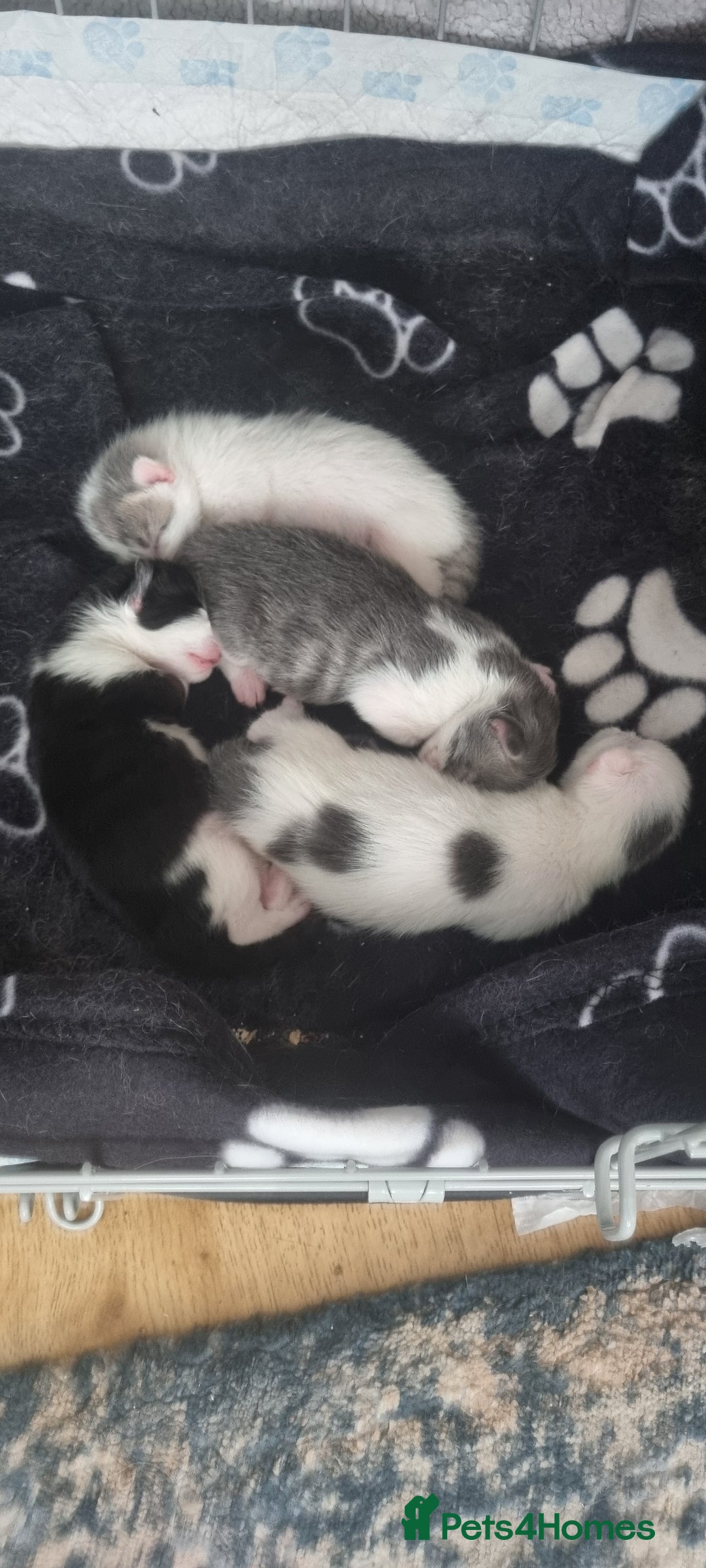 Mixed Breed cats for sale: Beautiful kittens 3 girls 1 boy  - Image 31