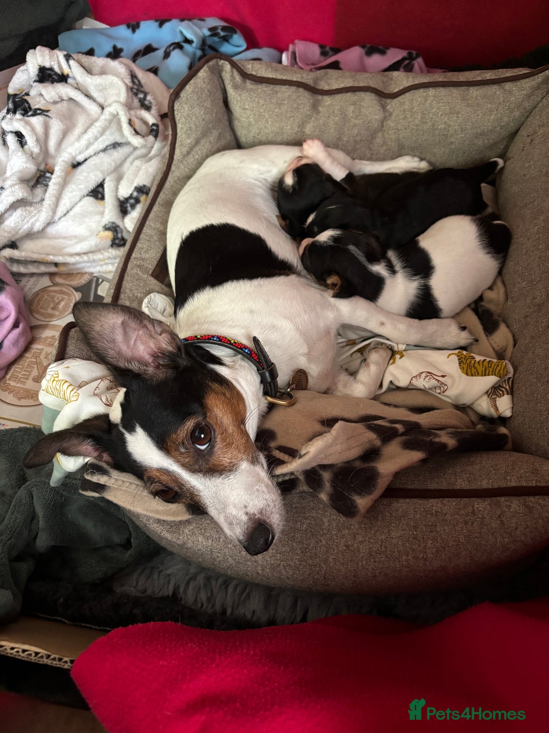 Mixed Breed dogs for sale: Cavajacks - Image 5