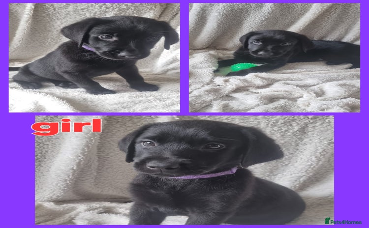 Labrador Retriever dogs - Advert 5