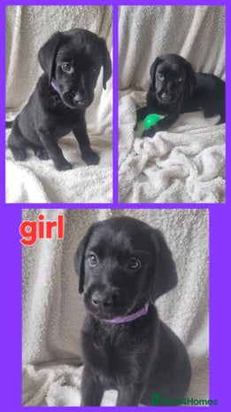 Labrador Retriever dogs - Advert 1