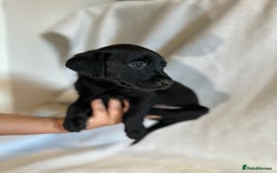 Labrador Retriever dogs for sale: Black Labradors for sale⭐️⭐️⭐️ - Image 3