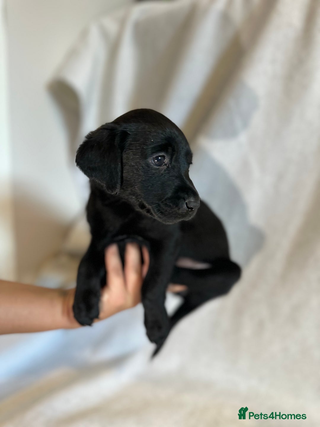 Labrador Retriever dogs for sale: Black Labradors for sale⭐️⭐️⭐️ - Image 3