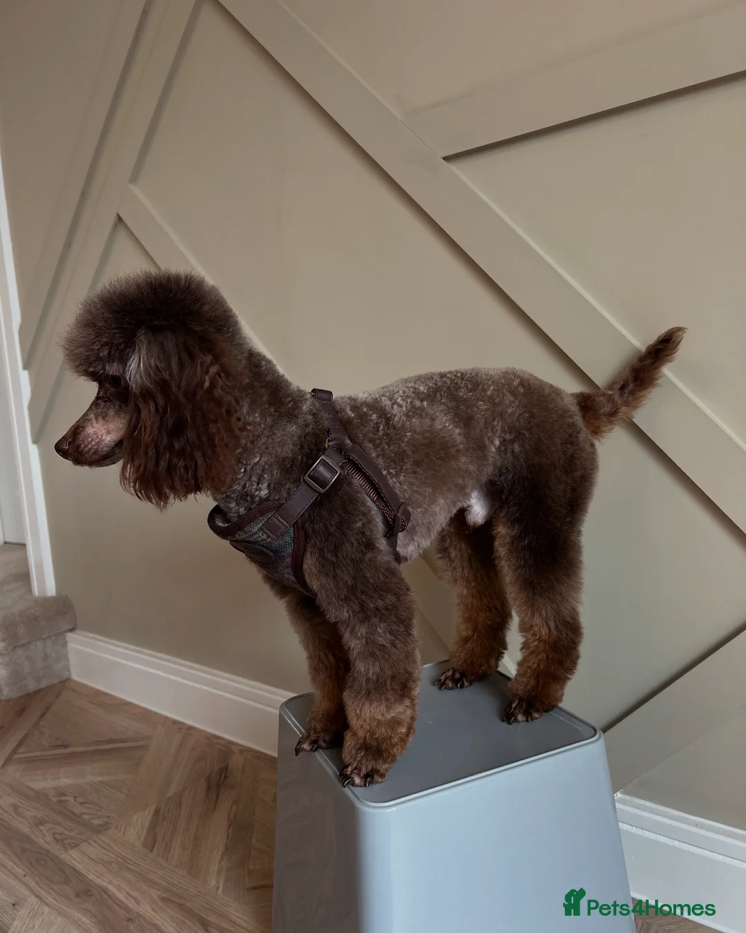 Toy Poodle dogs for stud: KC CHOCOLATE PHANTOM TOY POODLE in Willenhall - Advert 5