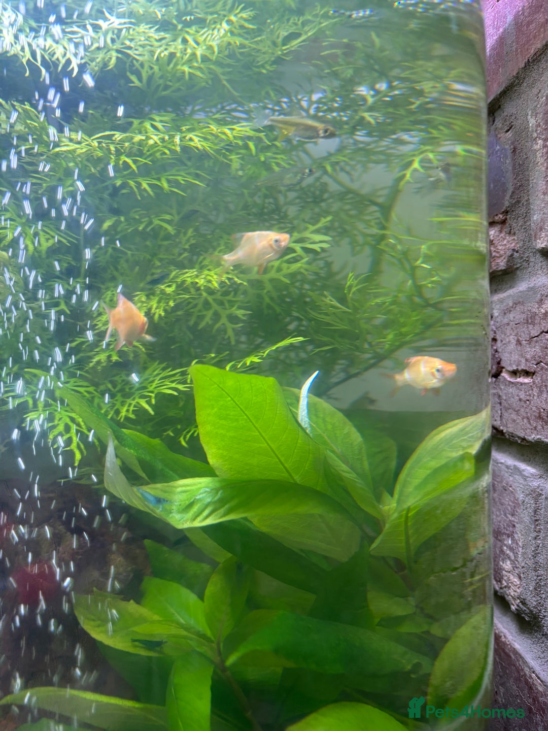 Barbs fish for sale: 17 Barb fish  - Image 3