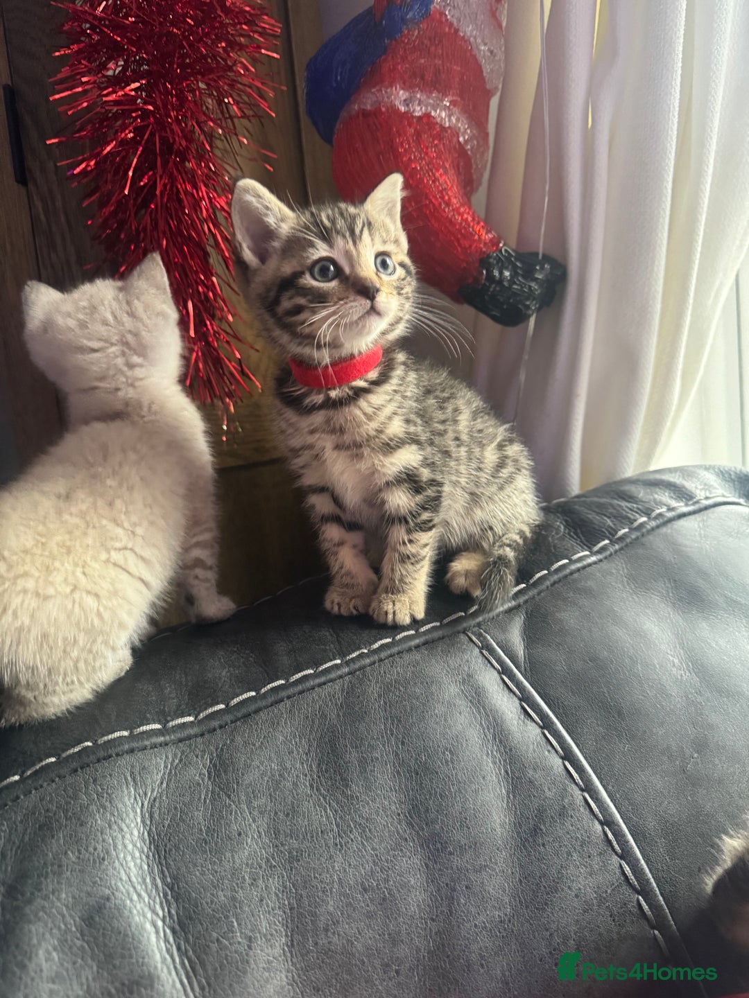 Mixed Breed cats for sale: Kittens needing loving homes  - Advert 12