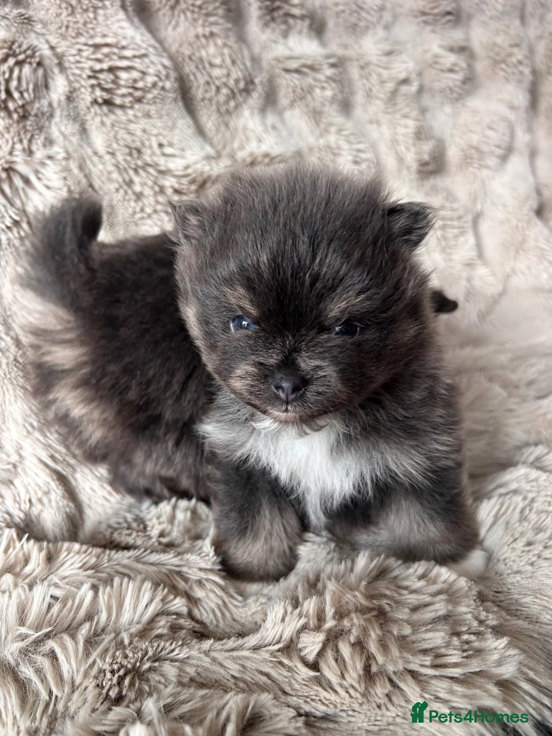 Pomeranian dogs for sale: Cute Pomeranians - Advert 31
