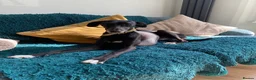 Mixed Breed dogs for sale: 4yo male whippet urgently needs a home  - Advert 3