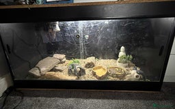 Tortoise reptiles for sale: 5 year old tortoises  - Image 3