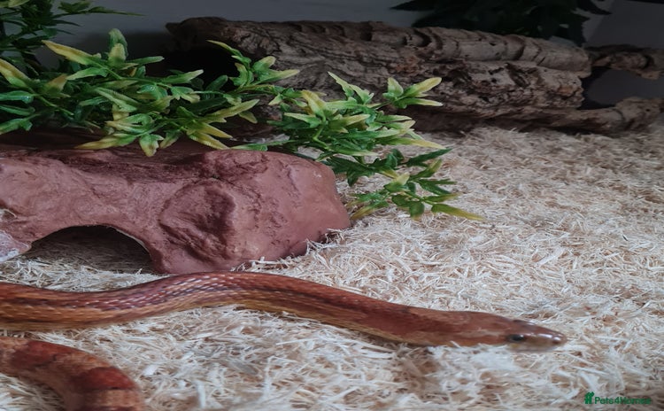 Corn Snake reptiles - Advert 1