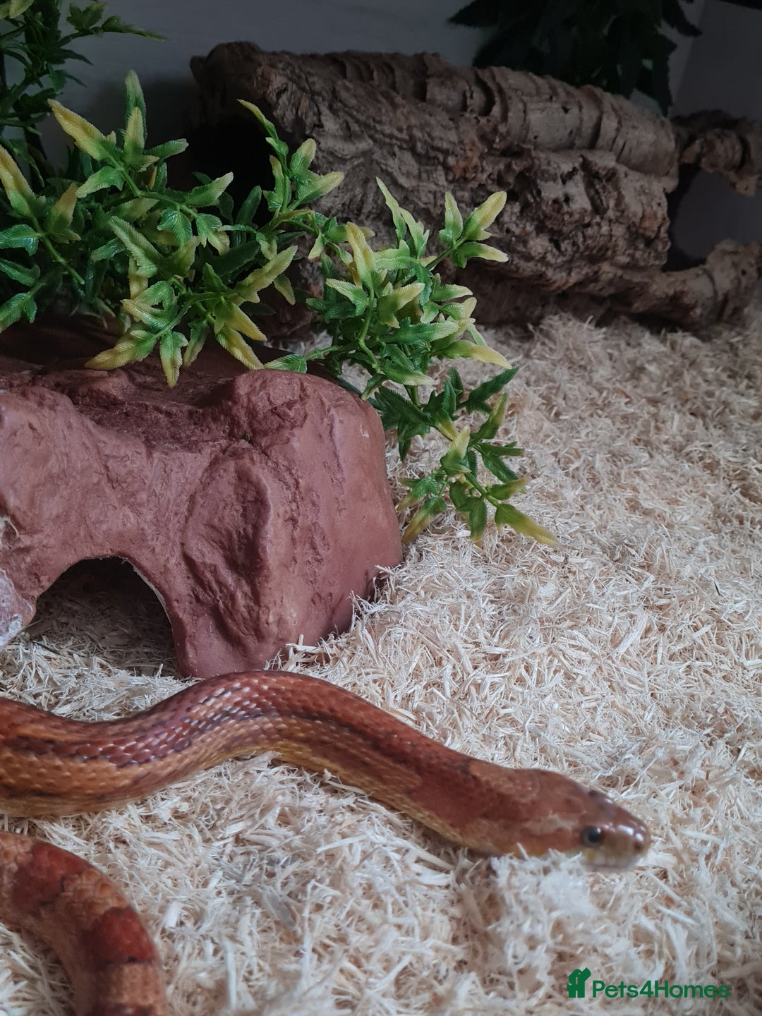 Corn Snake reptiles for sale: Corn Snake For Sale - Image 1