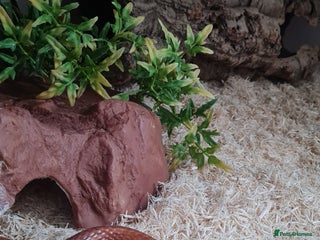 Corn Snake reptiles - Advert 11