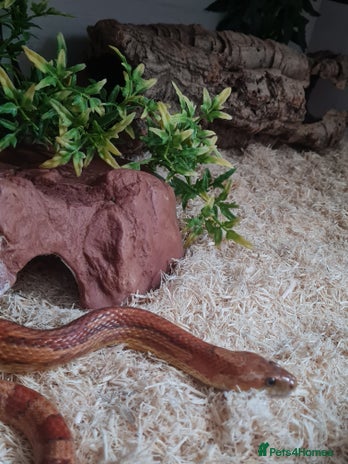 Corn Snake reptiles - Advert 12
