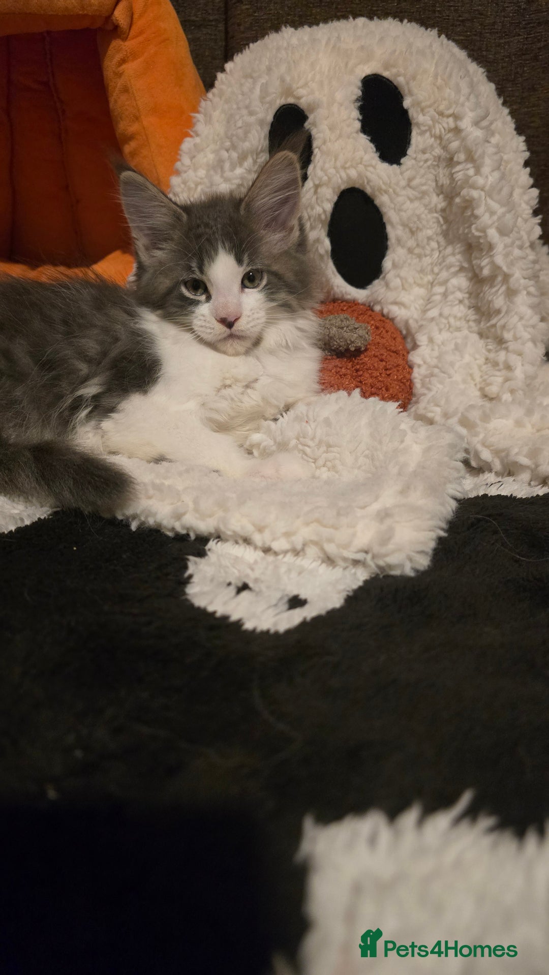 Maine Coon cats for sale: *Reduced for last boy*  - Image 10