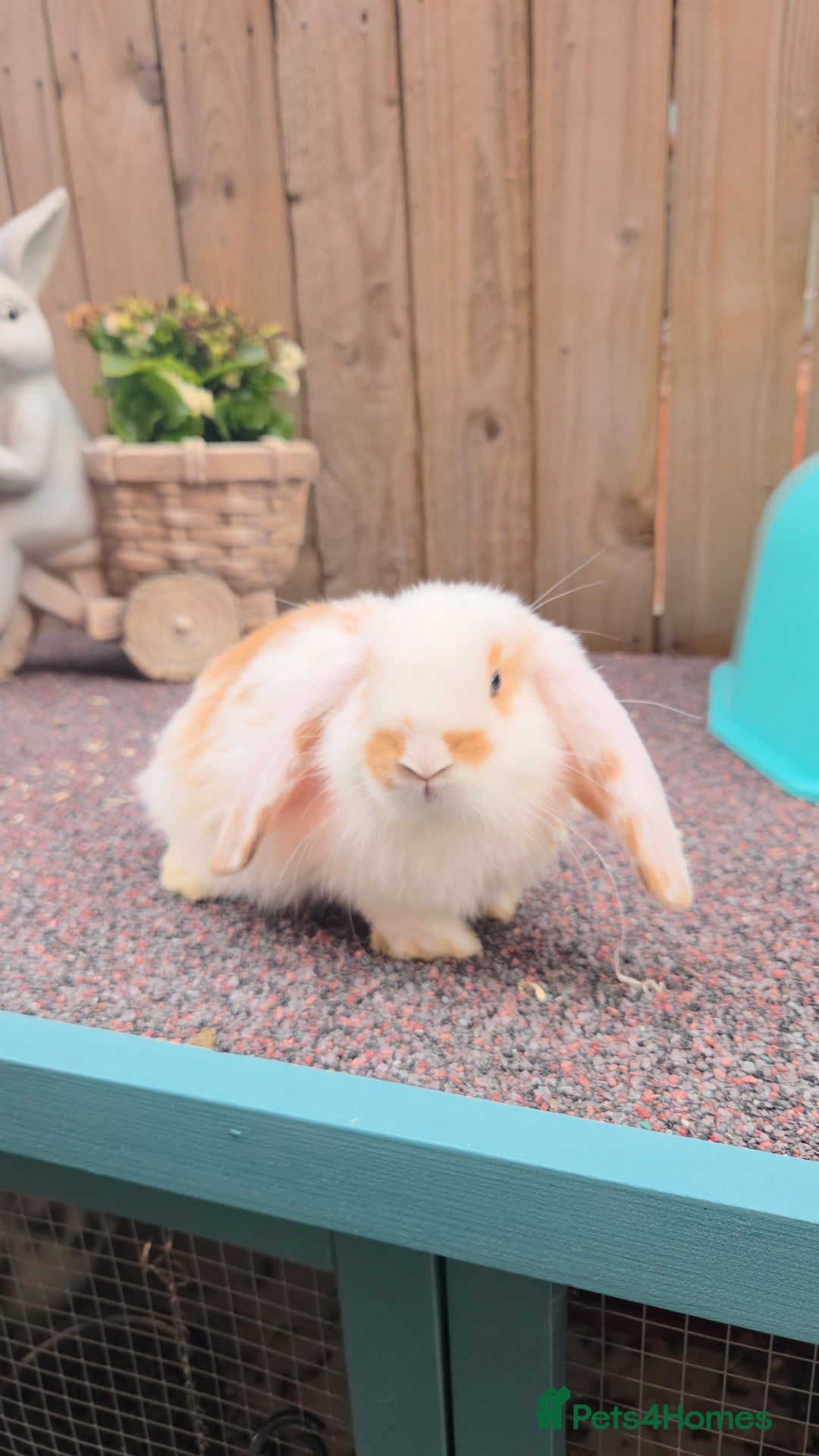 French Lop rabbits for sale: GORGEOUS BABY GIRL ♡ GIANT FRENCH LOP  in Widnes - Image 2