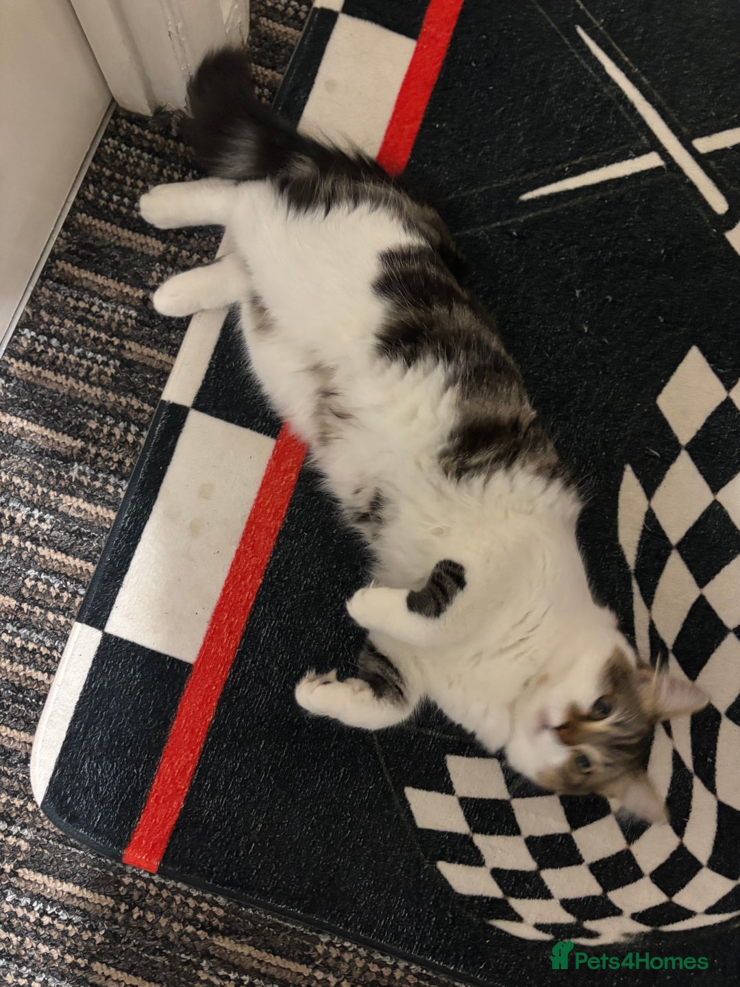 Mixed Breed cats for sale: 2 male cats  - Advert 6