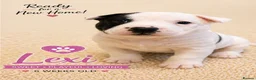 Mixed Breed dogs for sale: 1 Bullkita Puppy Left | Ready 25th May - Advert 29