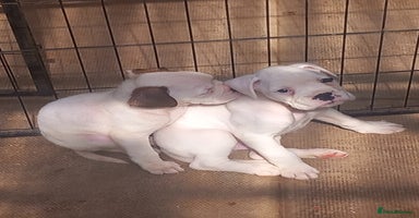 Boxer dogs - Advert 4