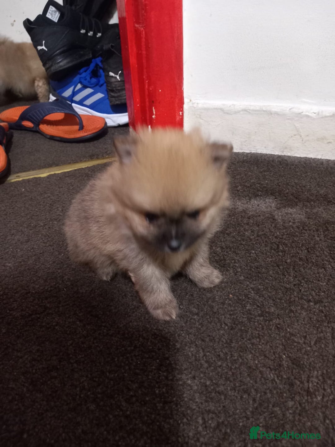 Pomeranian dogs for sale: Puppy’s for sale 8 weeks old  - Advert 9