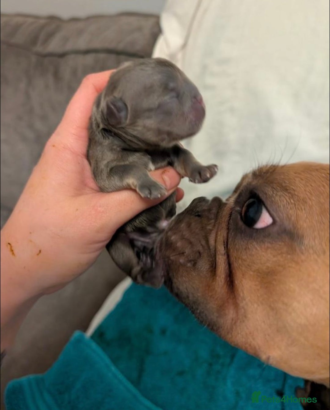 French Bulldog dogs for sale: Blue and Tan Fluffy French Bulldog - Advert 5