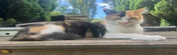Mixed Breed cats for sale: domestic shorthair tuxedo boy in Cardiff - Advert 4
