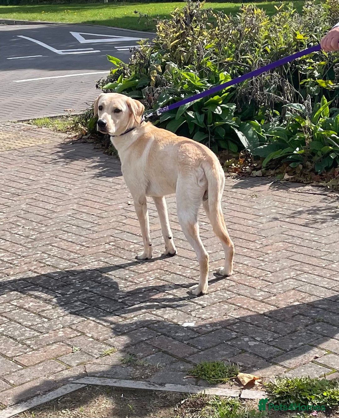Labrador Retriever dogs for sale: Male labrador - Image 7