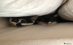 Mixed Breed cats for sale: Female black and white kitten   - Image 3