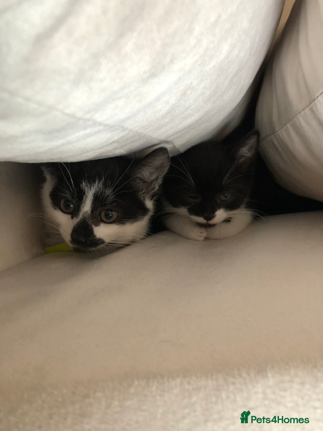 Mixed Breed cats for sale: Female black and white kitten   - Image 3