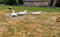 Ducks poultry for sale: 3 female Aylesbury ducks - Image 2