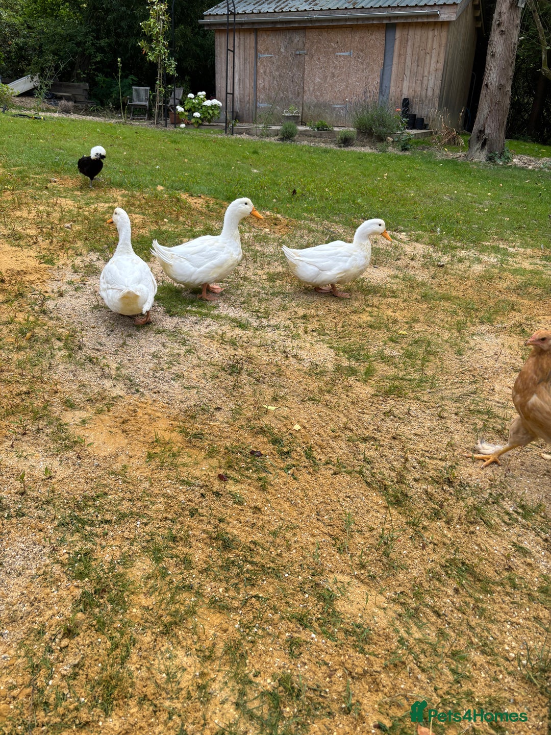 Ducks poultry for sale: 3 female Aylesbury ducks - Image 2