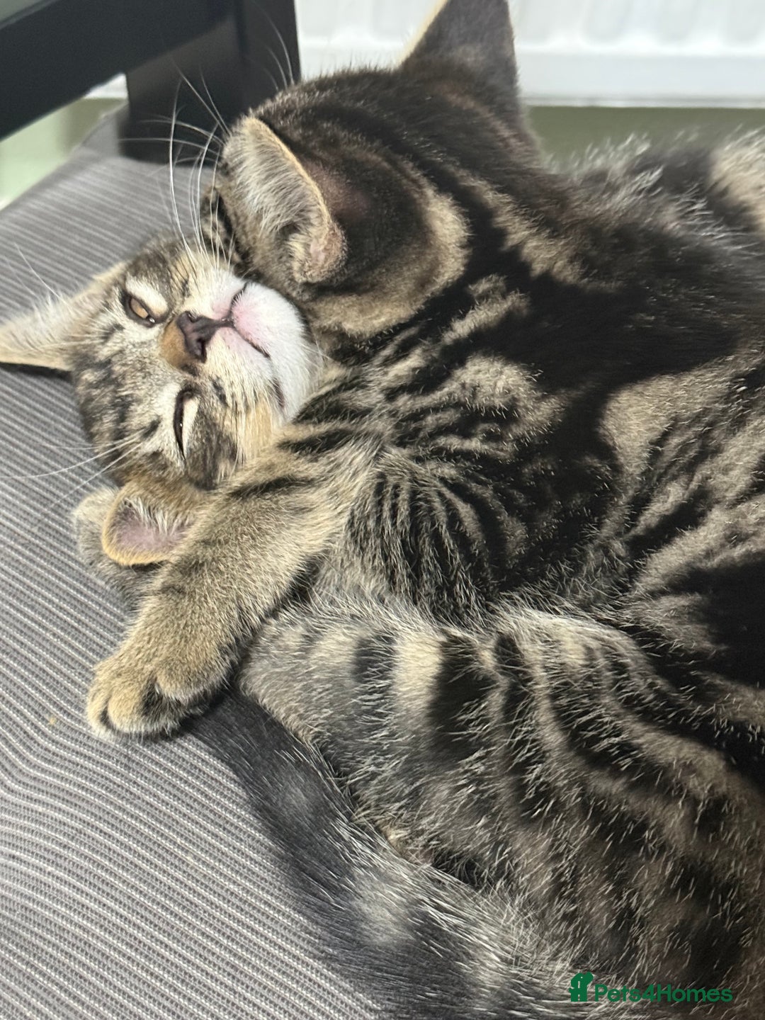 British Shorthair cats for sale: Playful kittens - Image 4